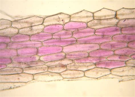 洪範五行傳論 紫背萬年青下表皮細胞